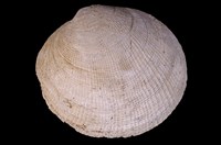 藏品(布紋滿月蛤)的圖片